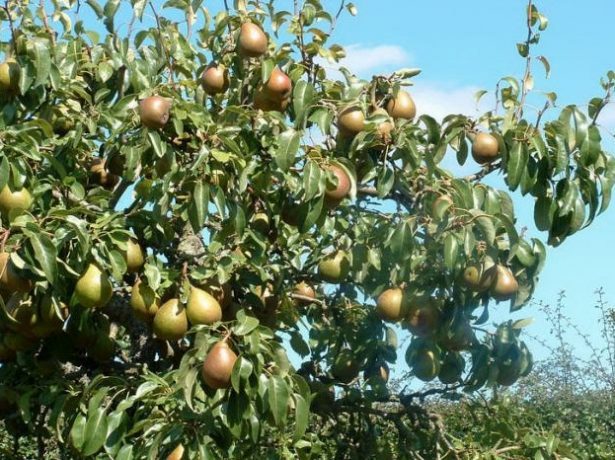 Плоды груши Мраморная на дереве